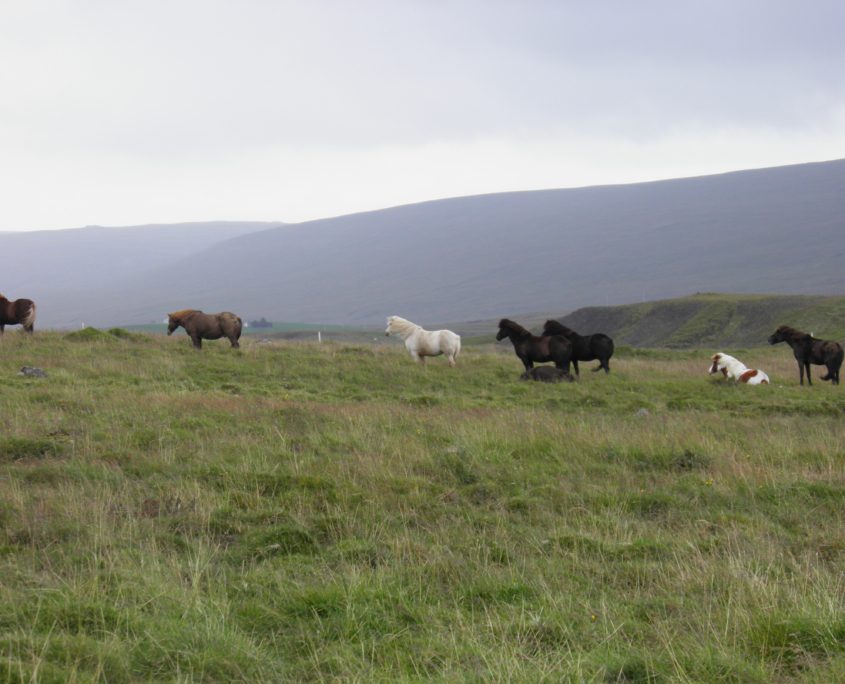 IJslandse paarden