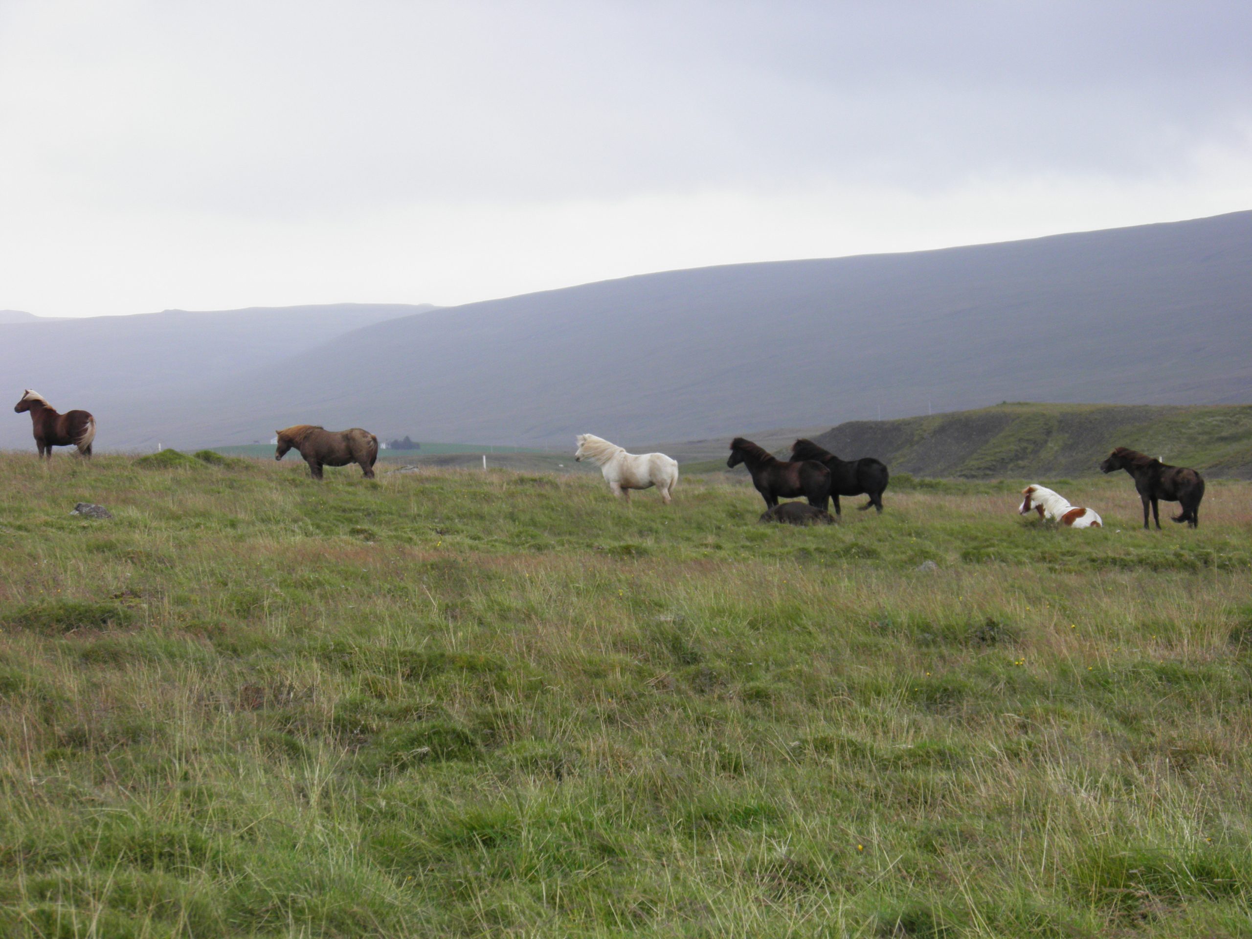 IJslandse paarden