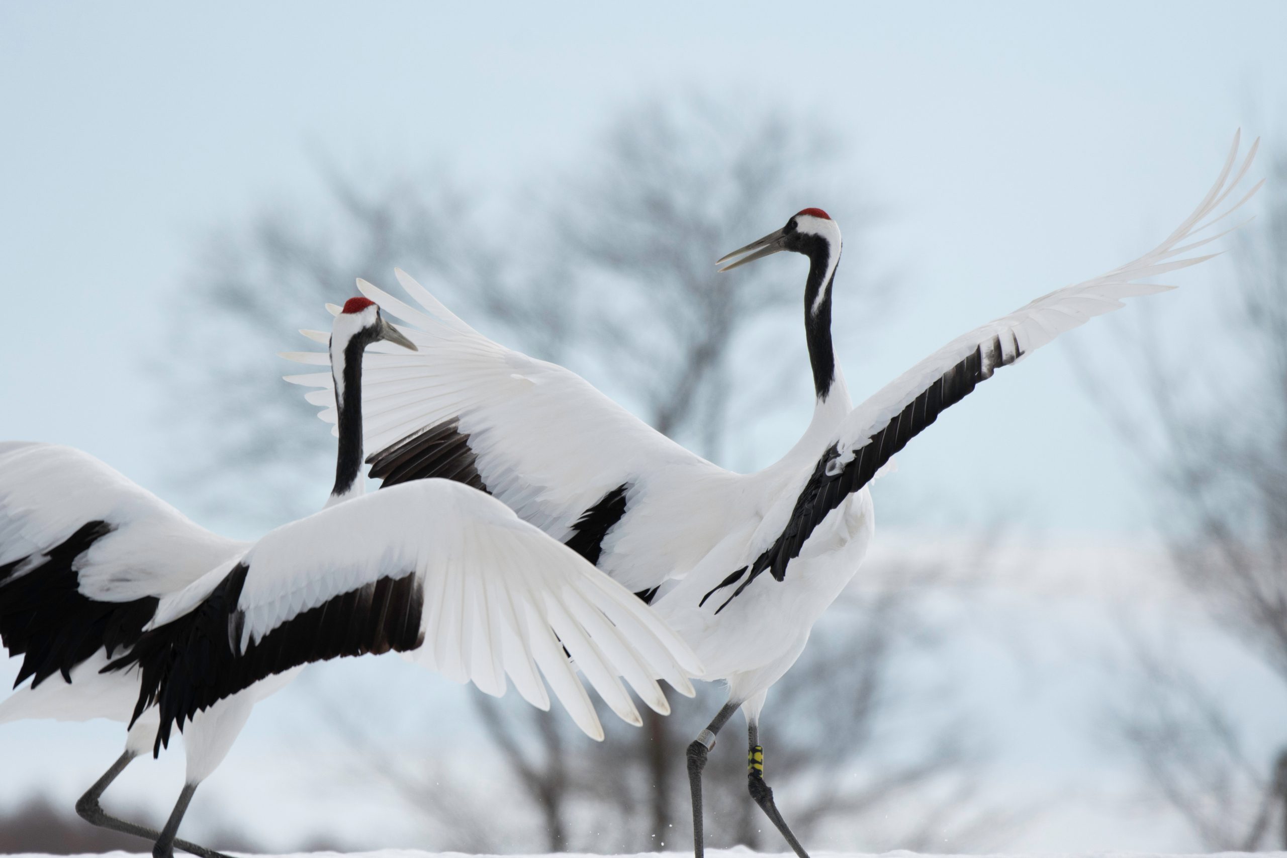 Rode kraanvogels