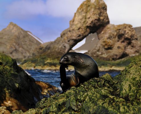 Cape Shireff - Livingston Islands - Zuidelijke Schetlandeilanden