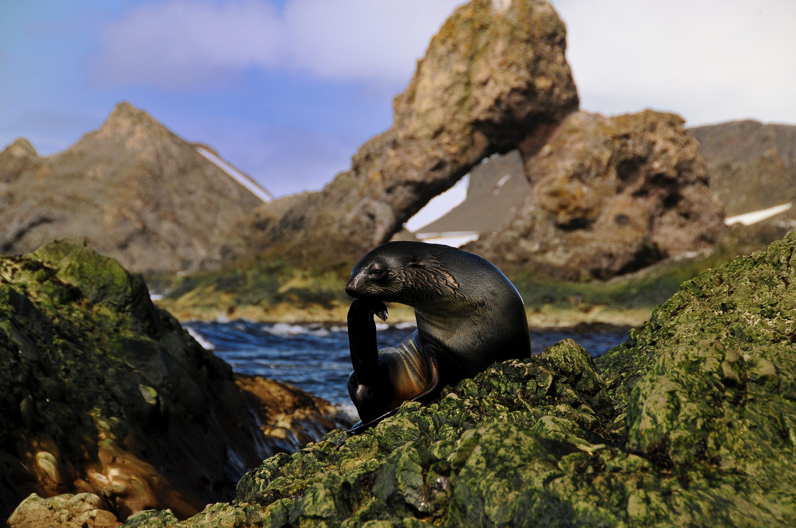 Cape Shireff - Livingston Islands - Zuidelijke Schetlandeilanden