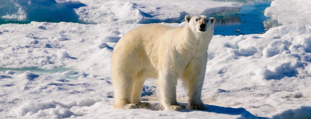 Spitsbergen