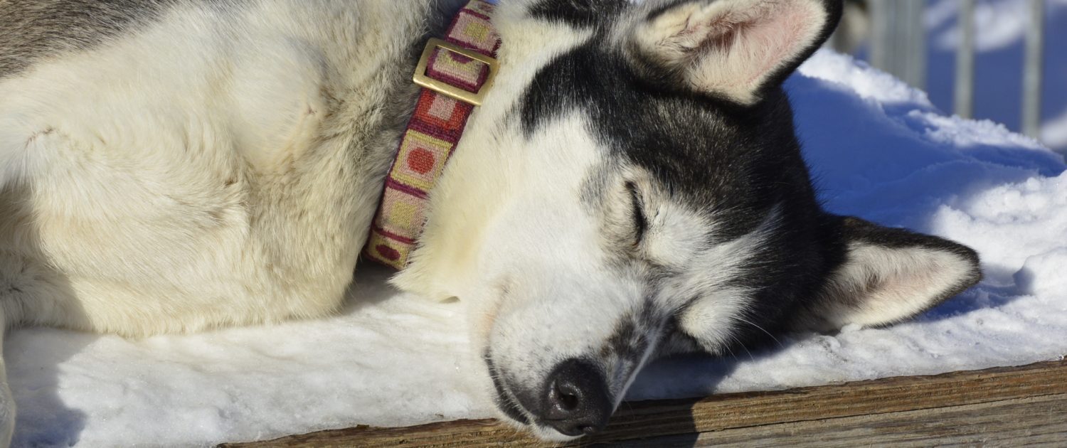 Husky in Zweden