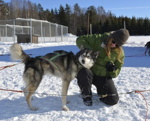 Huskysledetocht in Zweeds Lapland