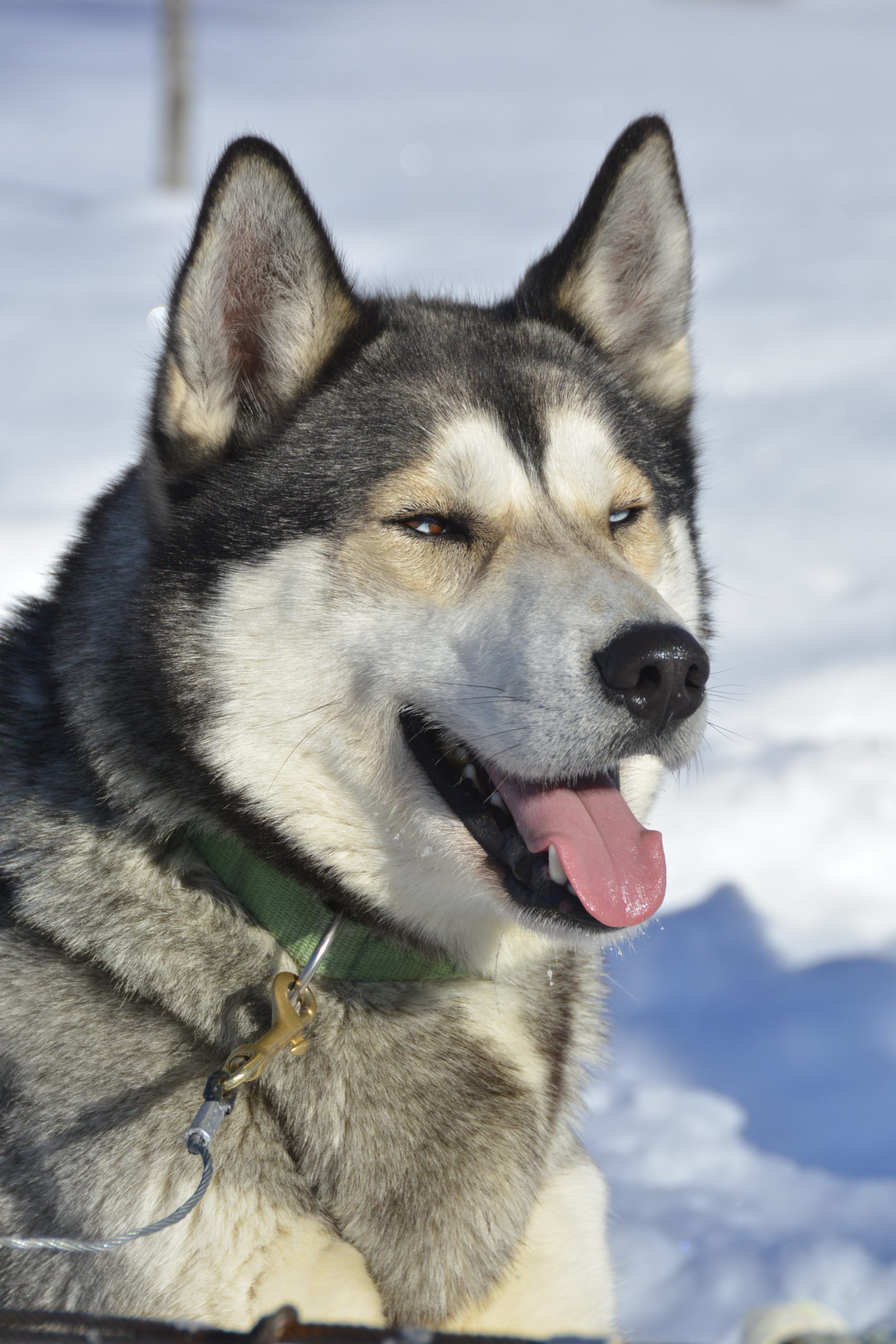 Husky in Zweeds-Lapland