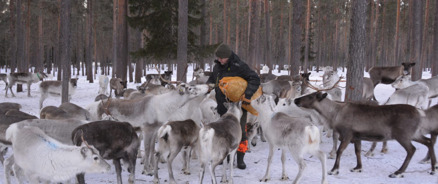 Rendieren voeren in Zweeds Lapland