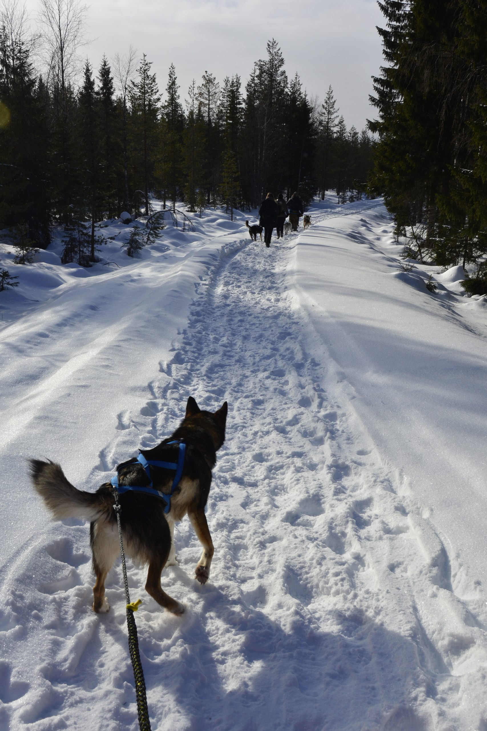 Paws of Björnlund - huskytrekking