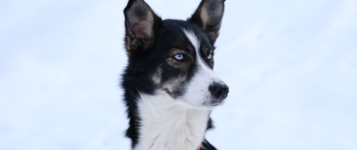 Husky van Wild Lapland - Nyncke Ernst