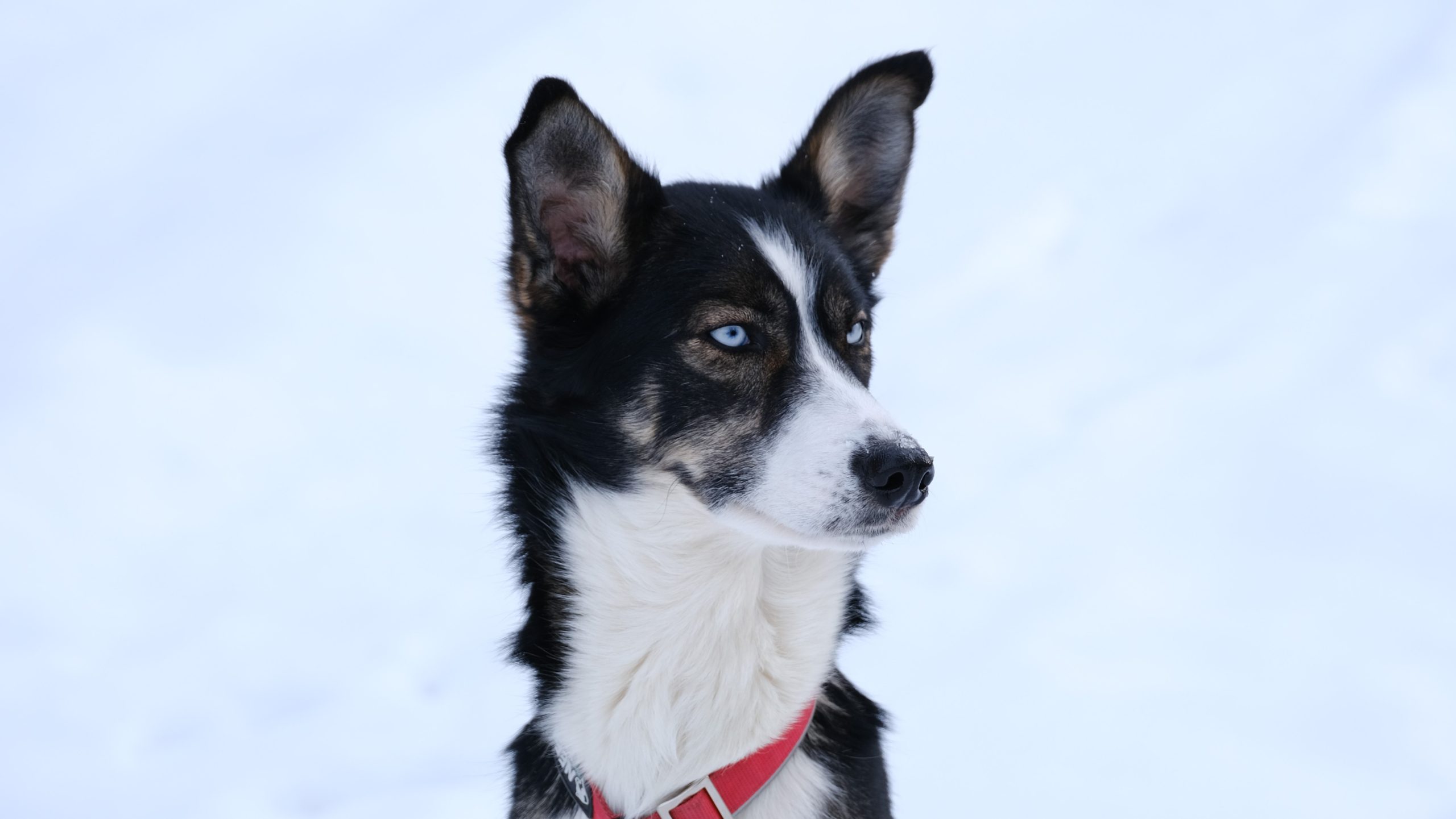 Husky van Wild Lapland - Nyncke Ernst