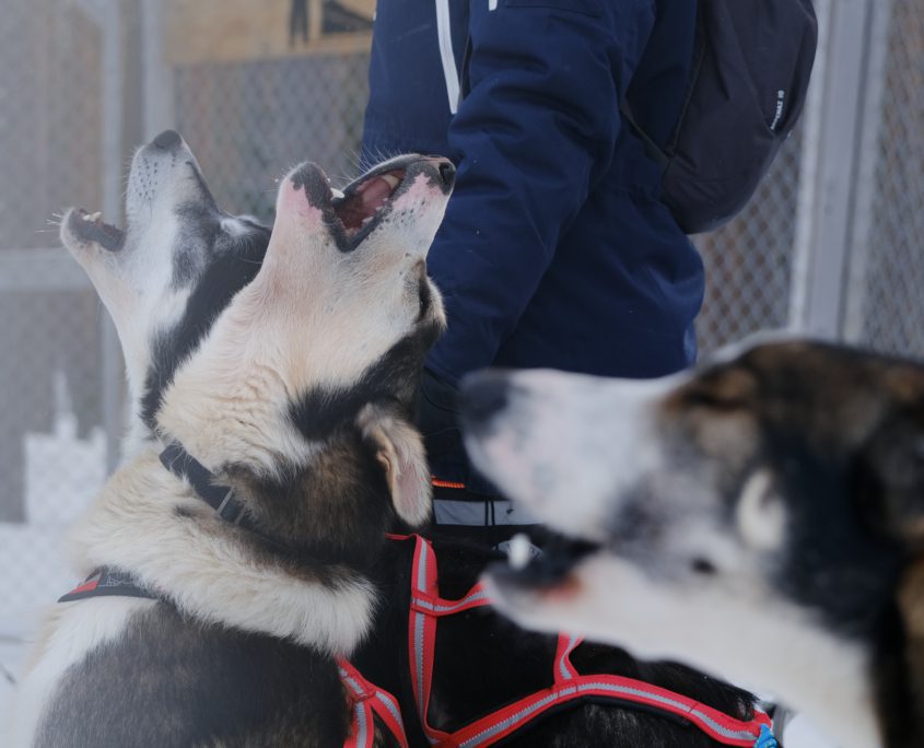 Husky's bij Wild Lapland - Nyncke Ernst