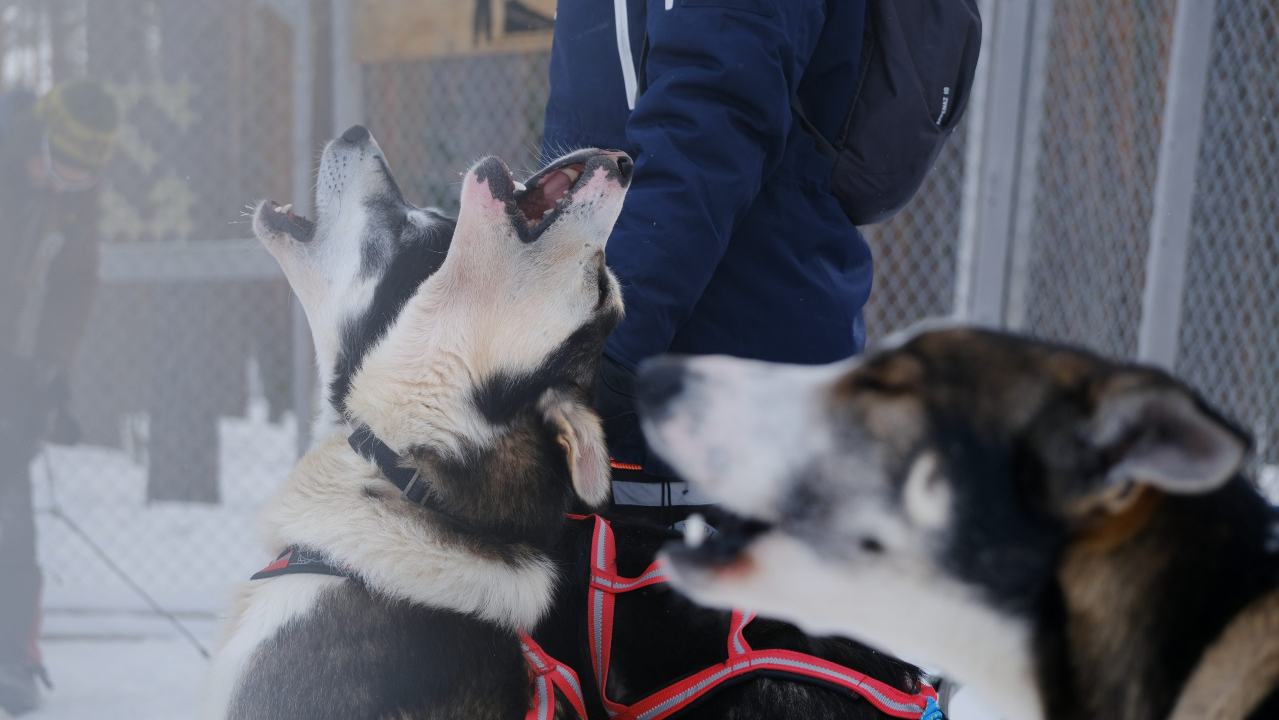 Husky's bij Wild Lapland - Nyncke Ernst