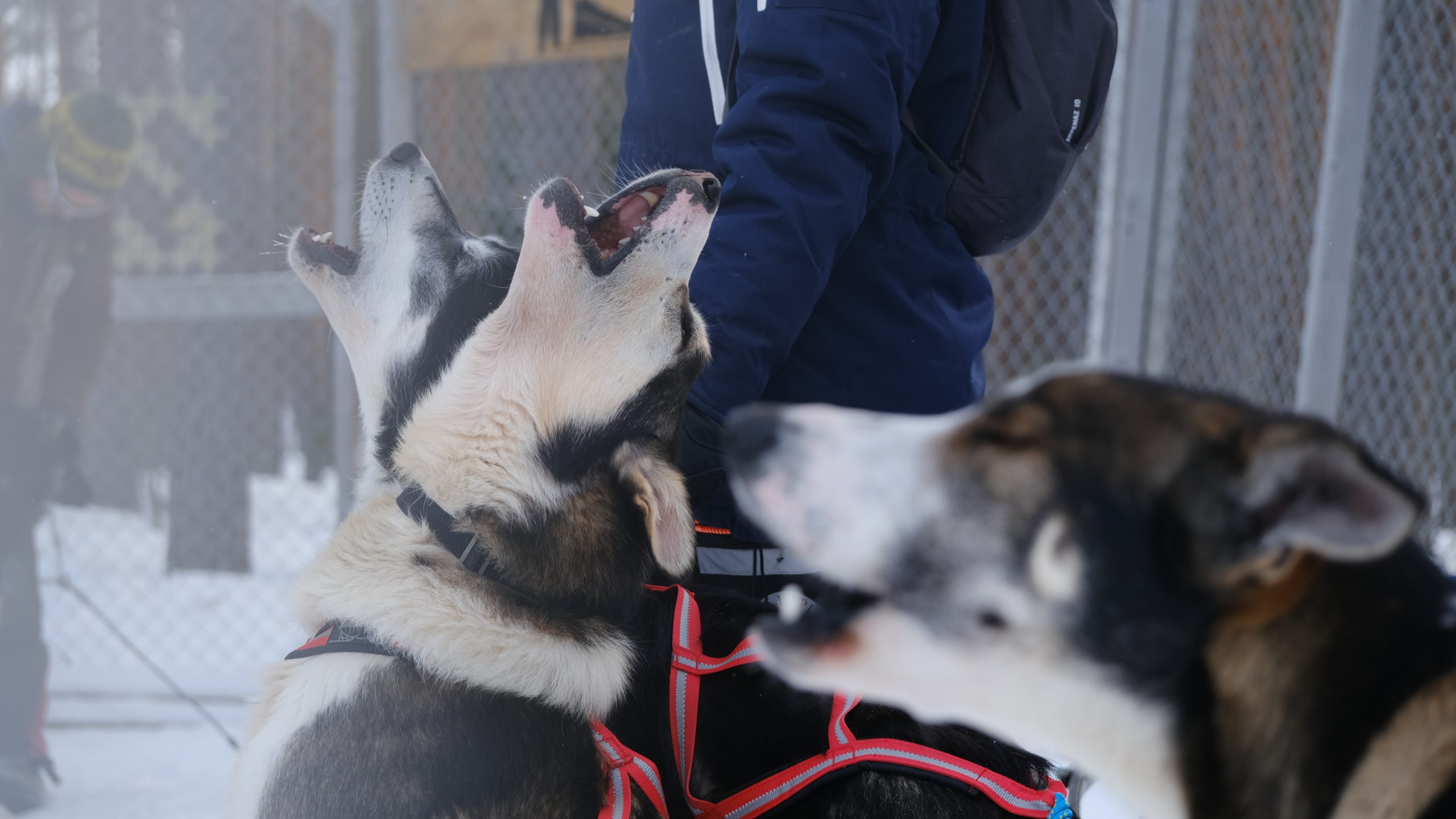 Husky's bij Wild Lapland - Nyncke Ernst