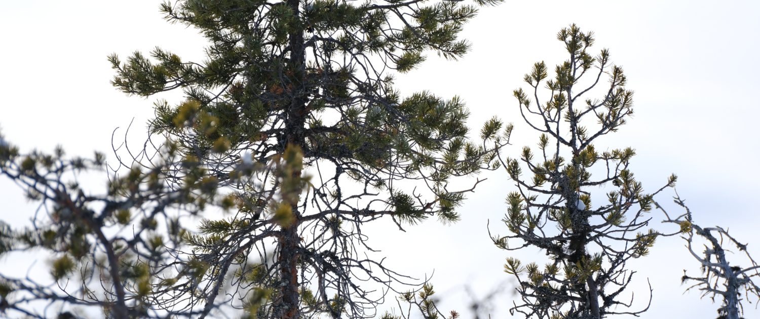 Sparren in Zweeds Lapland - Nyncke Ernst