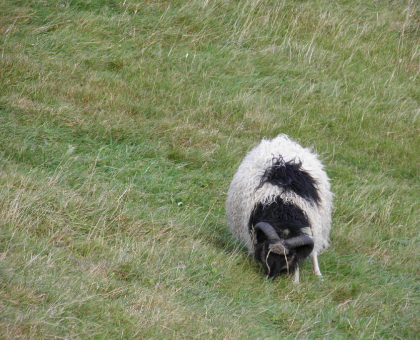 Schaap op de Faeröer