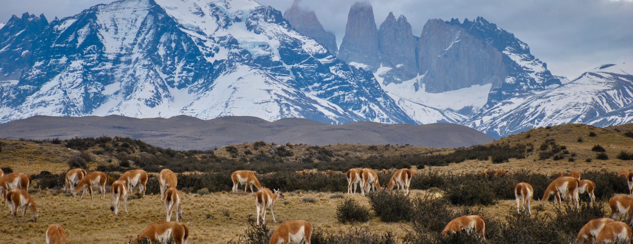 Guanacos in Torres del Paine National Park