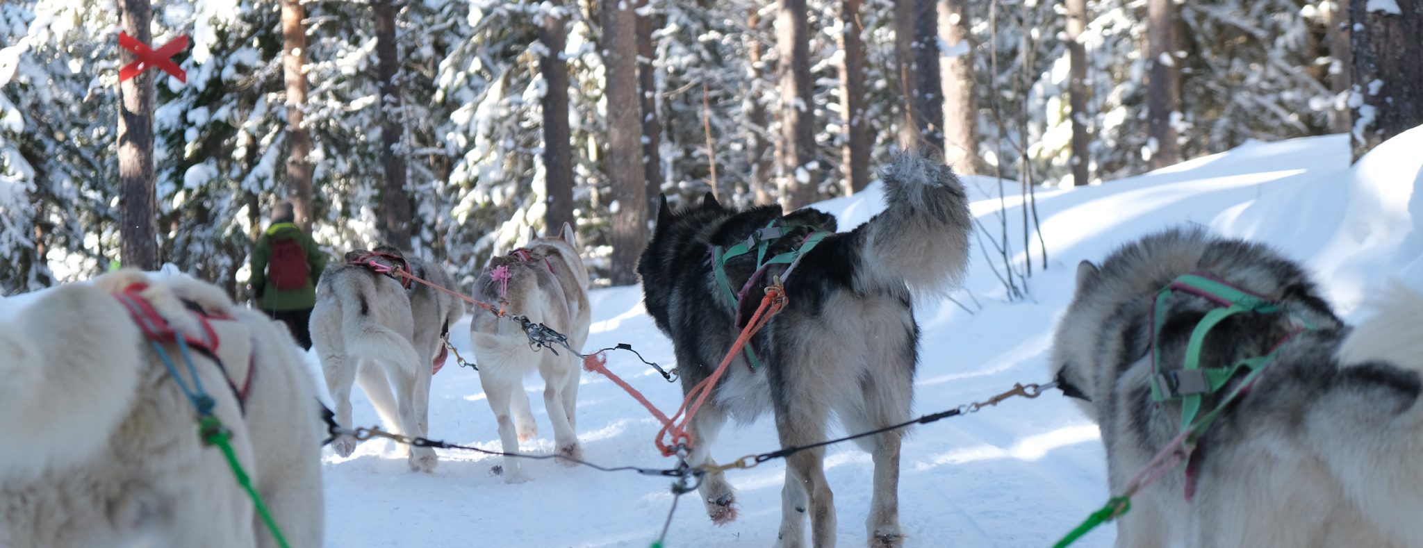 Winterexcursies Gräno Beckasin