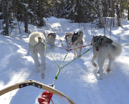 Huskysledetocht door een winters landschap