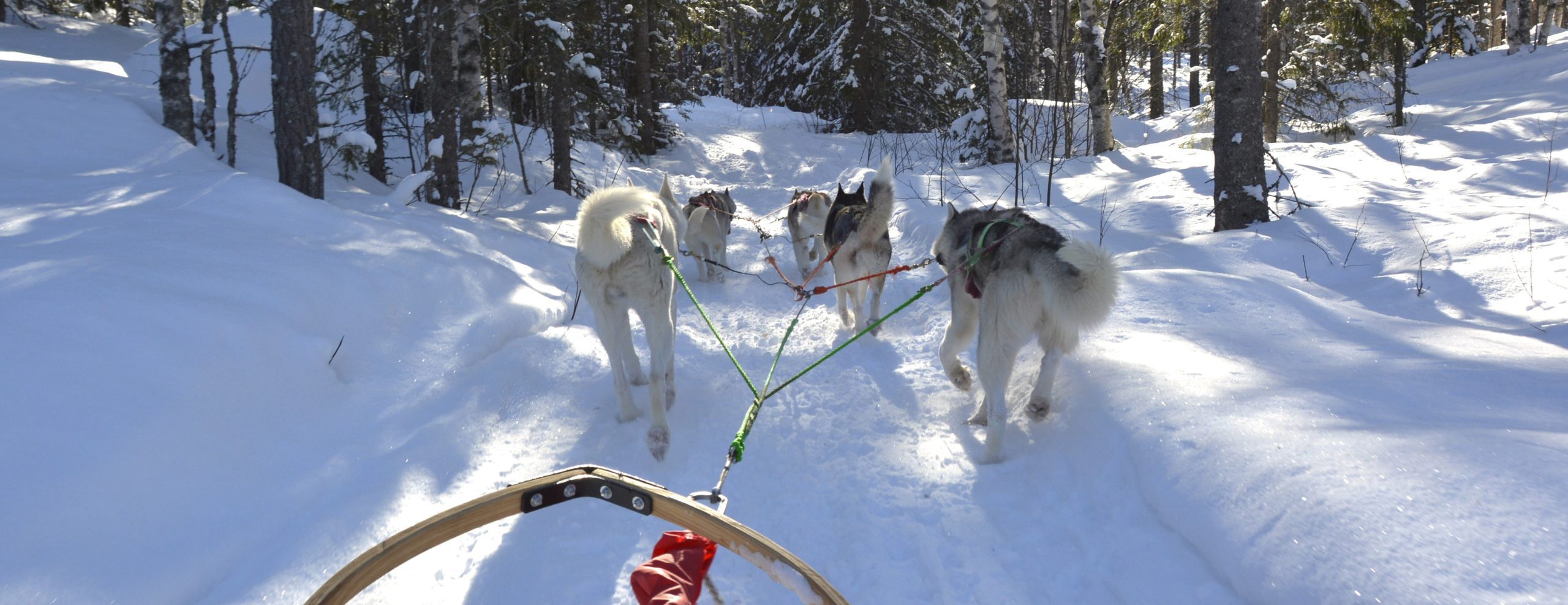 Huskysledetocht door een winters landschap