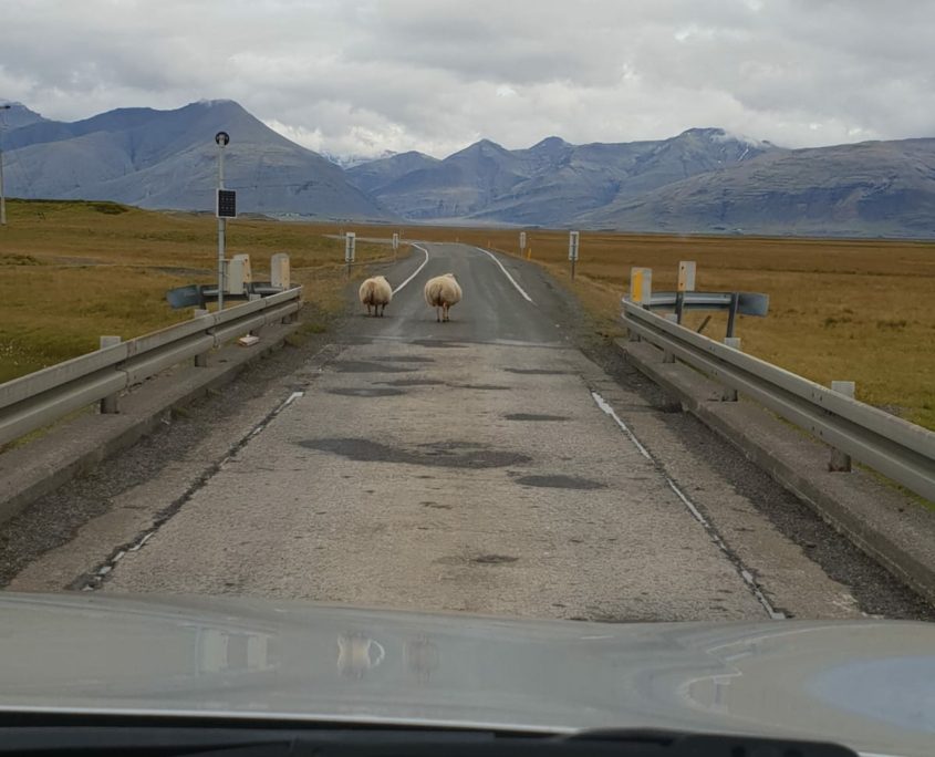 IJsland inspiratie studiereis schapen op de weg