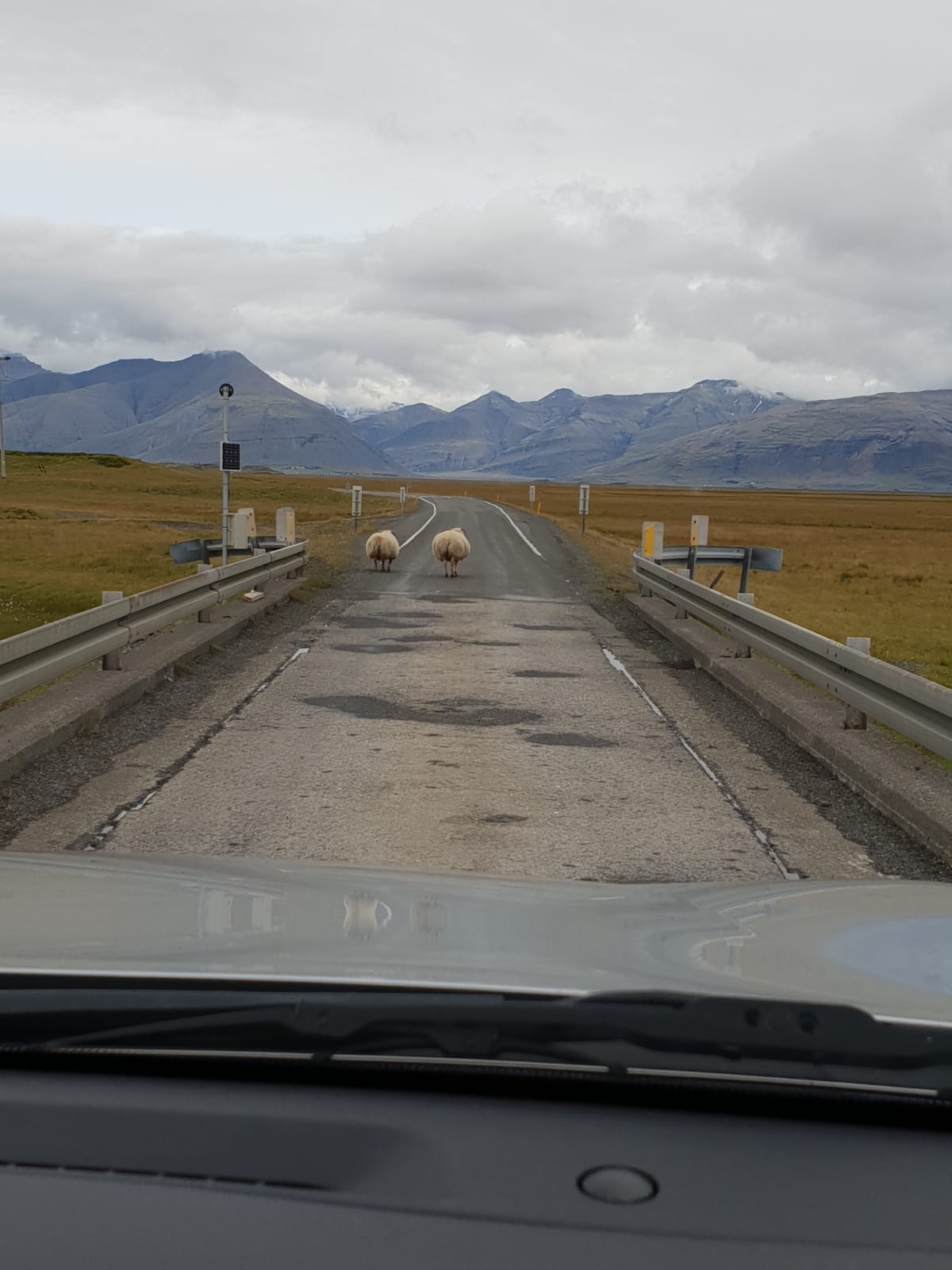 IJsland inspiratie studiereis schapen op de weg