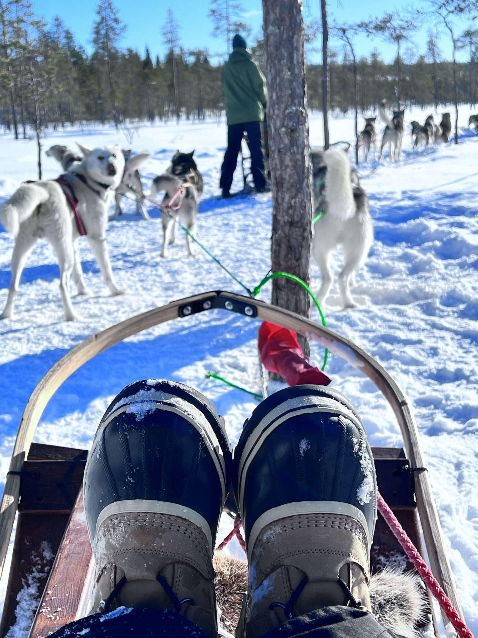 Huskytocht in Zweeds Lapland - Spruce Island Husky