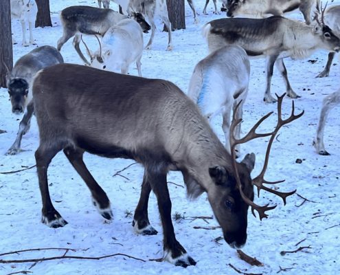 Rendieren in Zweeds Lapland