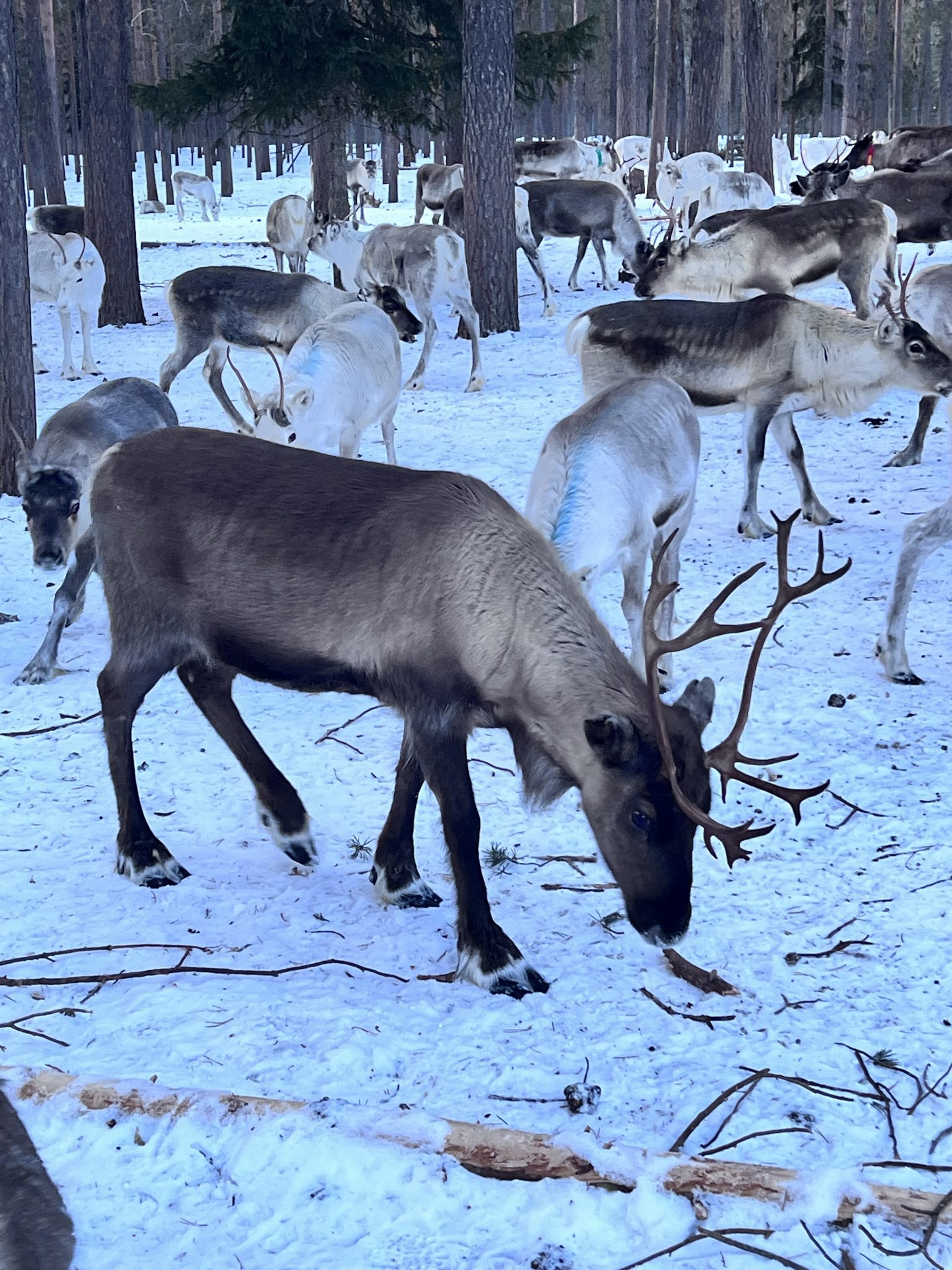 Rendieren in Zweeds Lapland