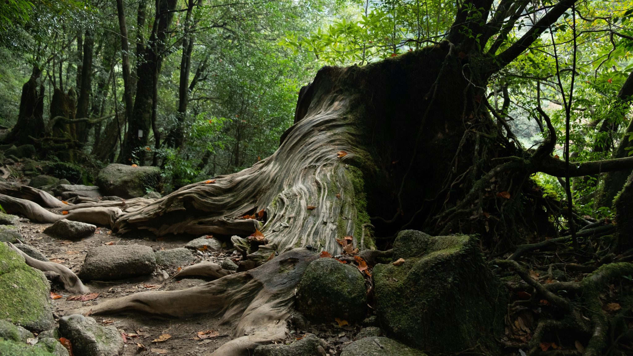 Ken Li_Yakushima