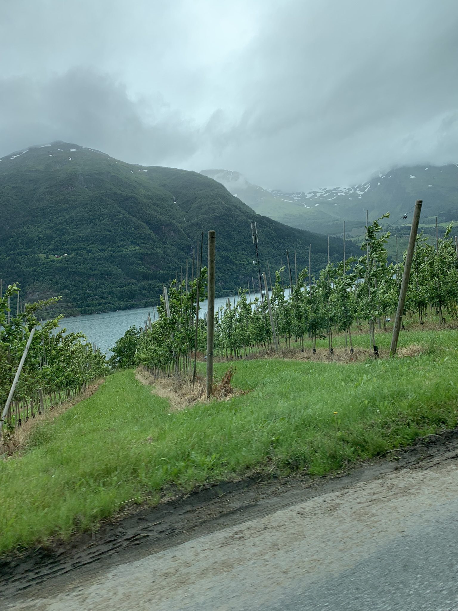 Noorwegen Fruitbomen onderweg