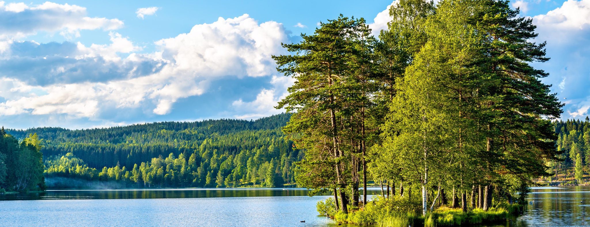 Nordmarka bos