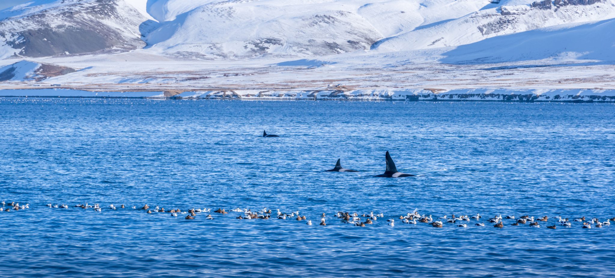 Orka-excursie vanuit Snaefelsness
