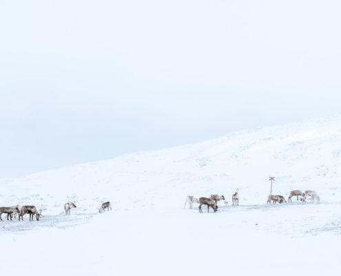 Spot rendieren in de sneeuw