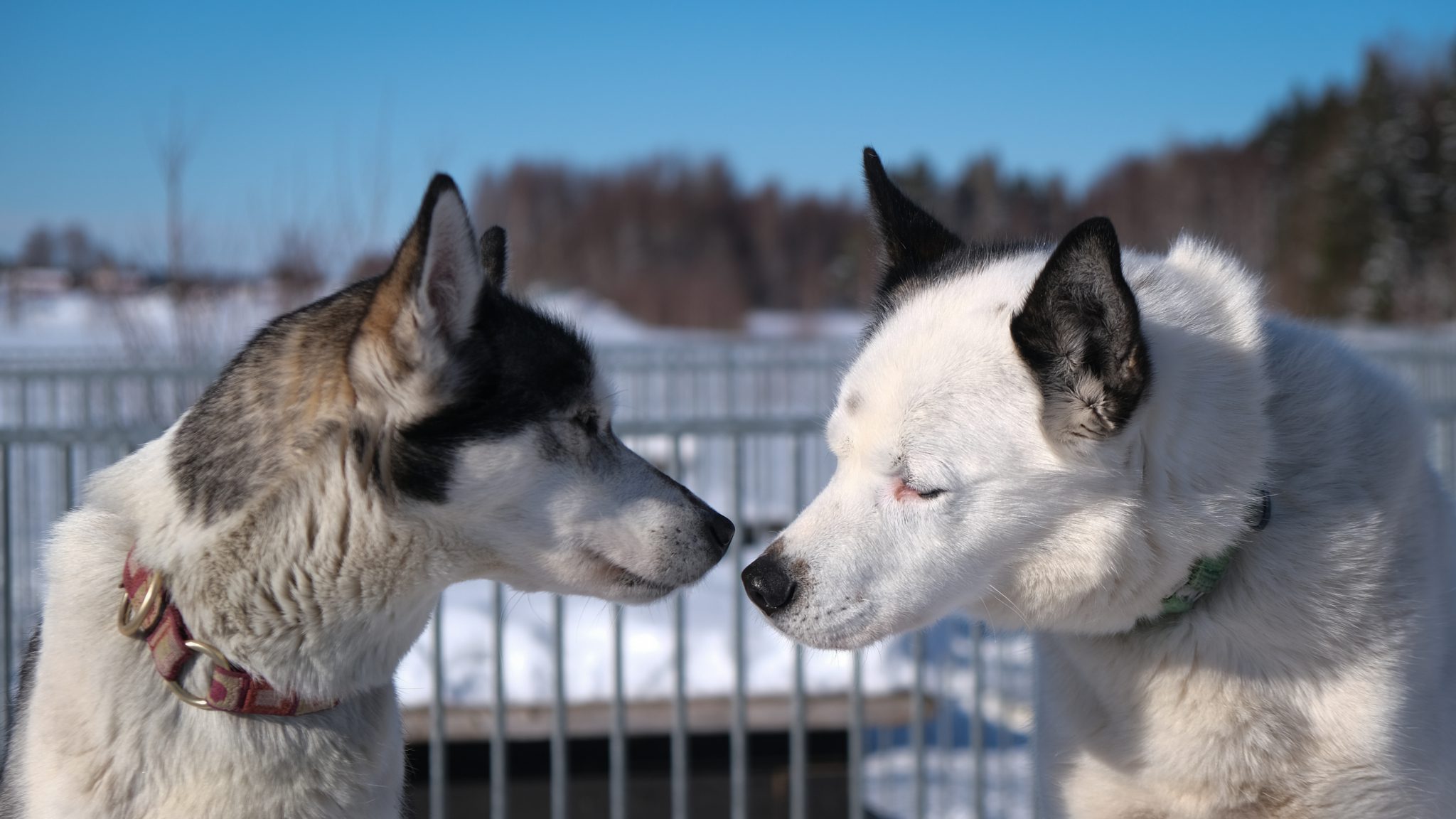 Sámi, sneeuwscooters en husky's - Nyncke Ernst