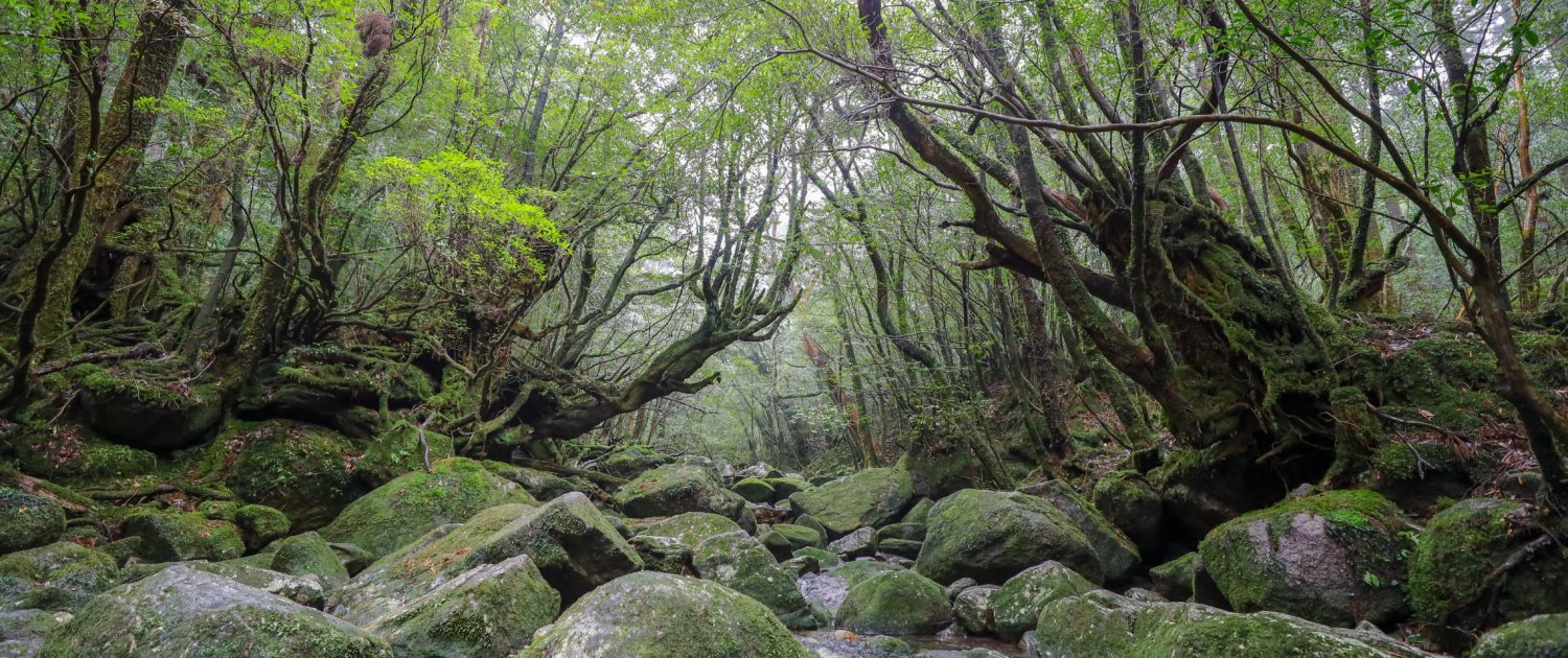 Shiratani-unsui-kyou-Yakushima