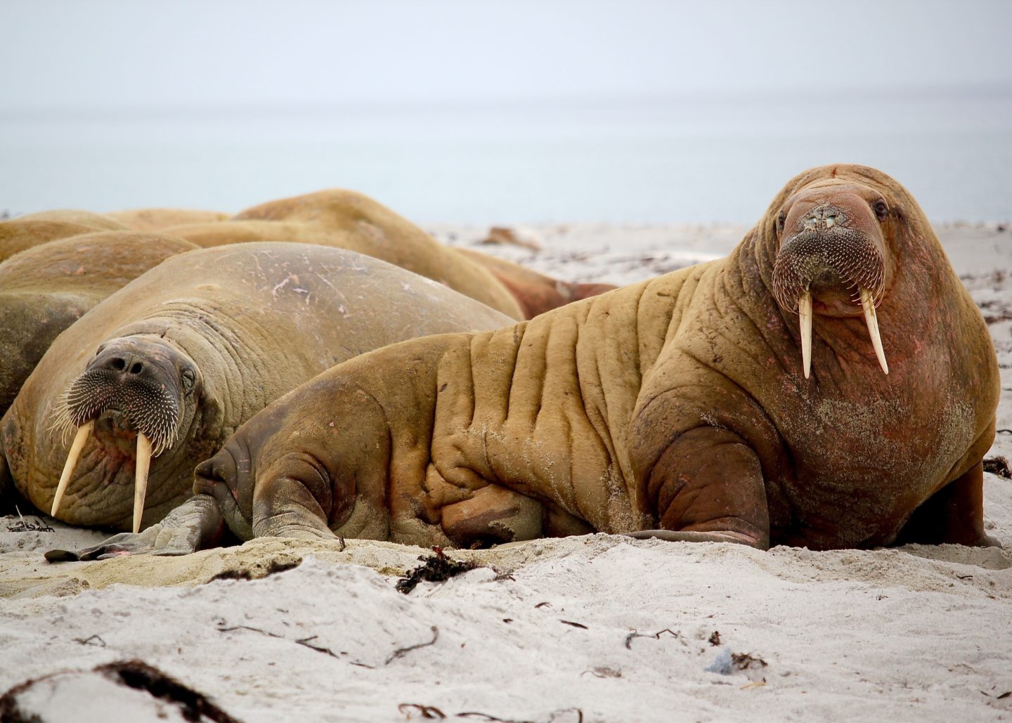 Spitsbergen flora en fauna Walrussen spotten