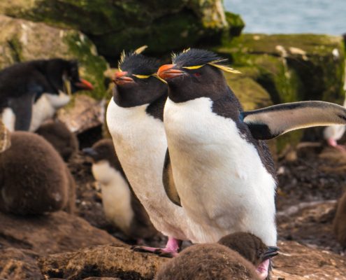 Stanley Falklands - Islands Malvinas