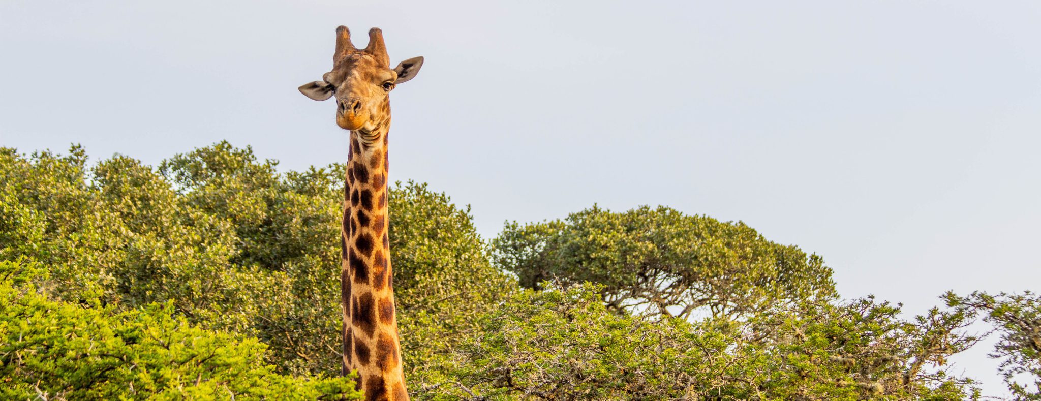 Amakhala Game Reserve