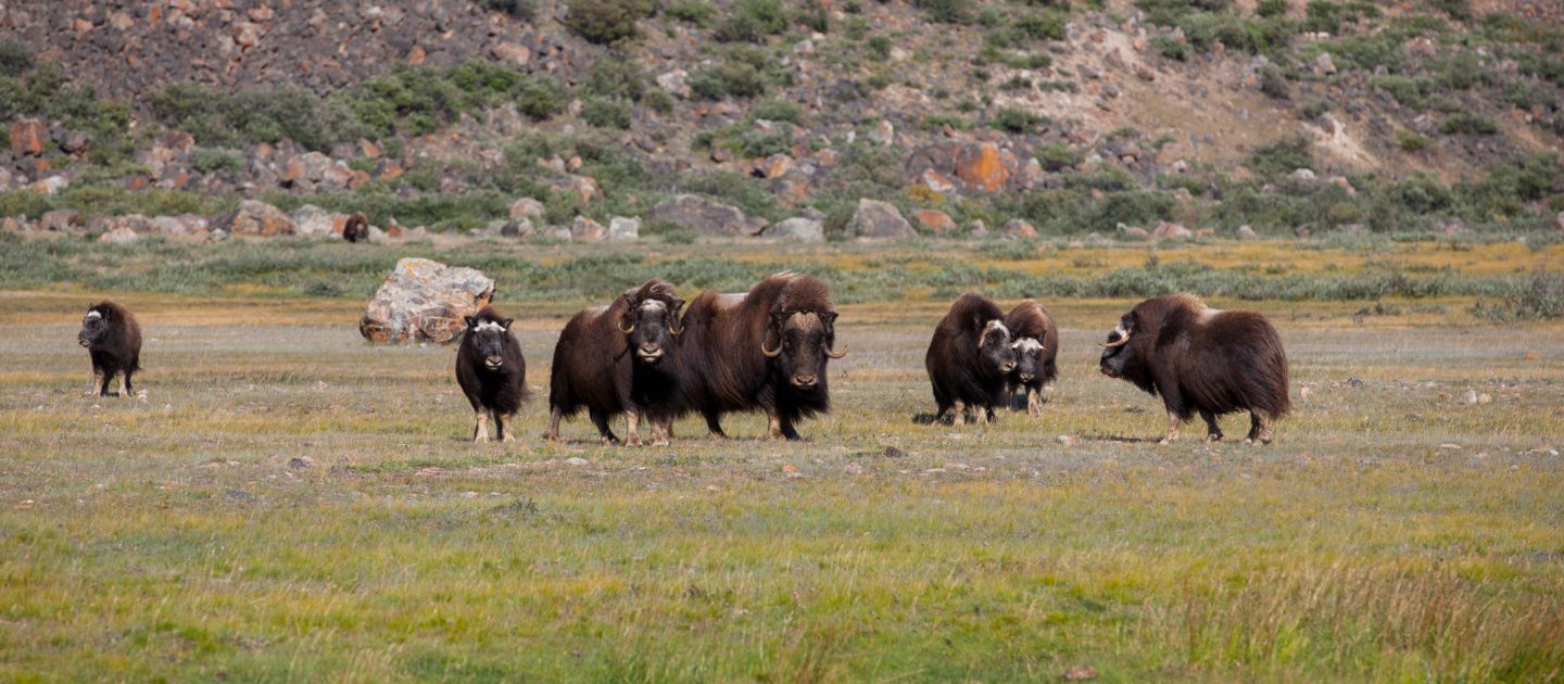 Muskusossen - foto: Dan Bach Kristensen - Visit Greenland