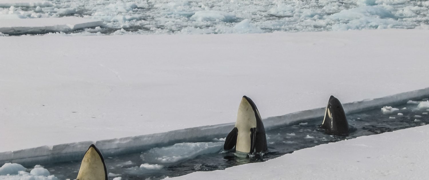 Orka's Antarctica