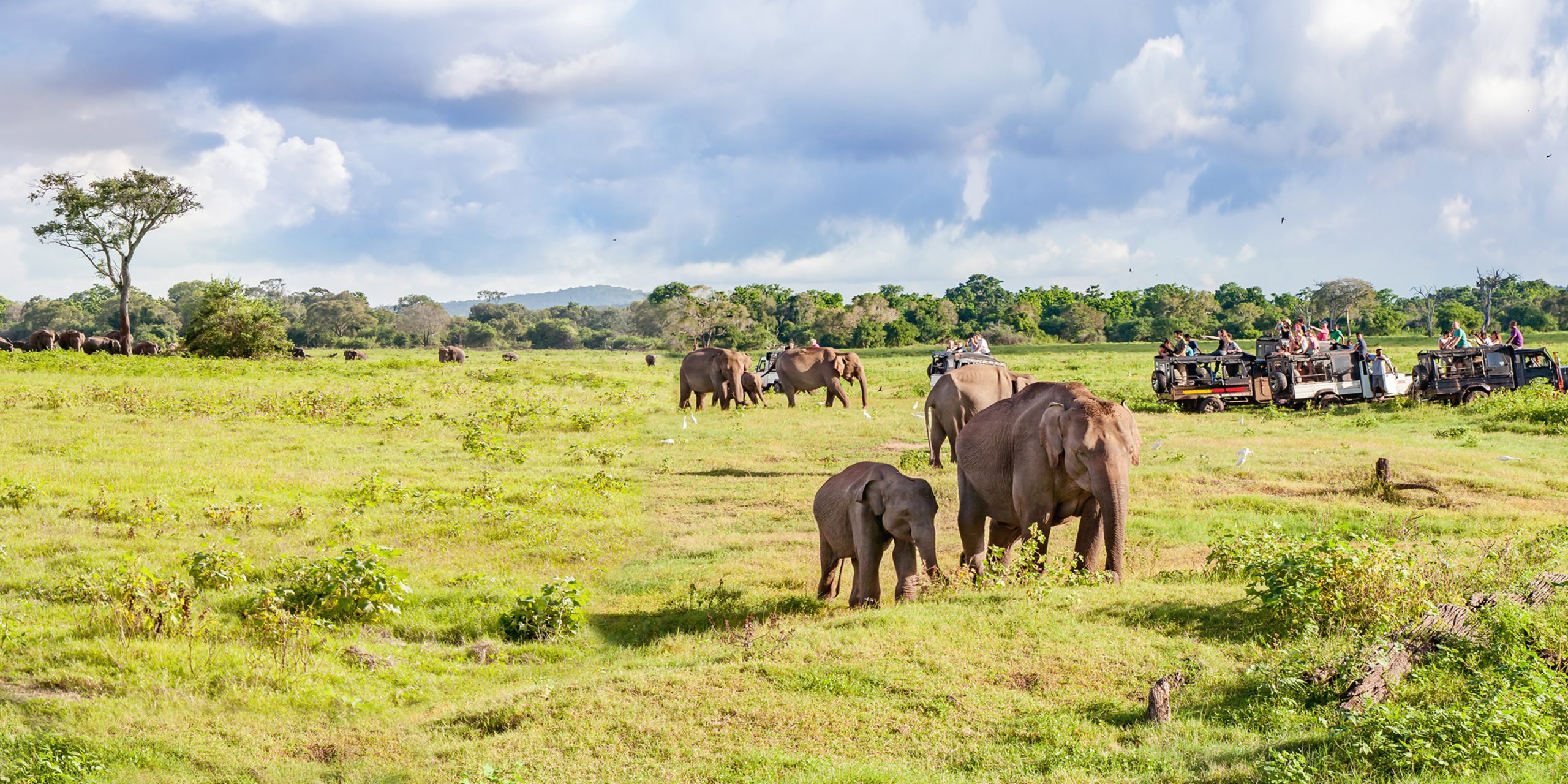 Safari & Tropical Beach