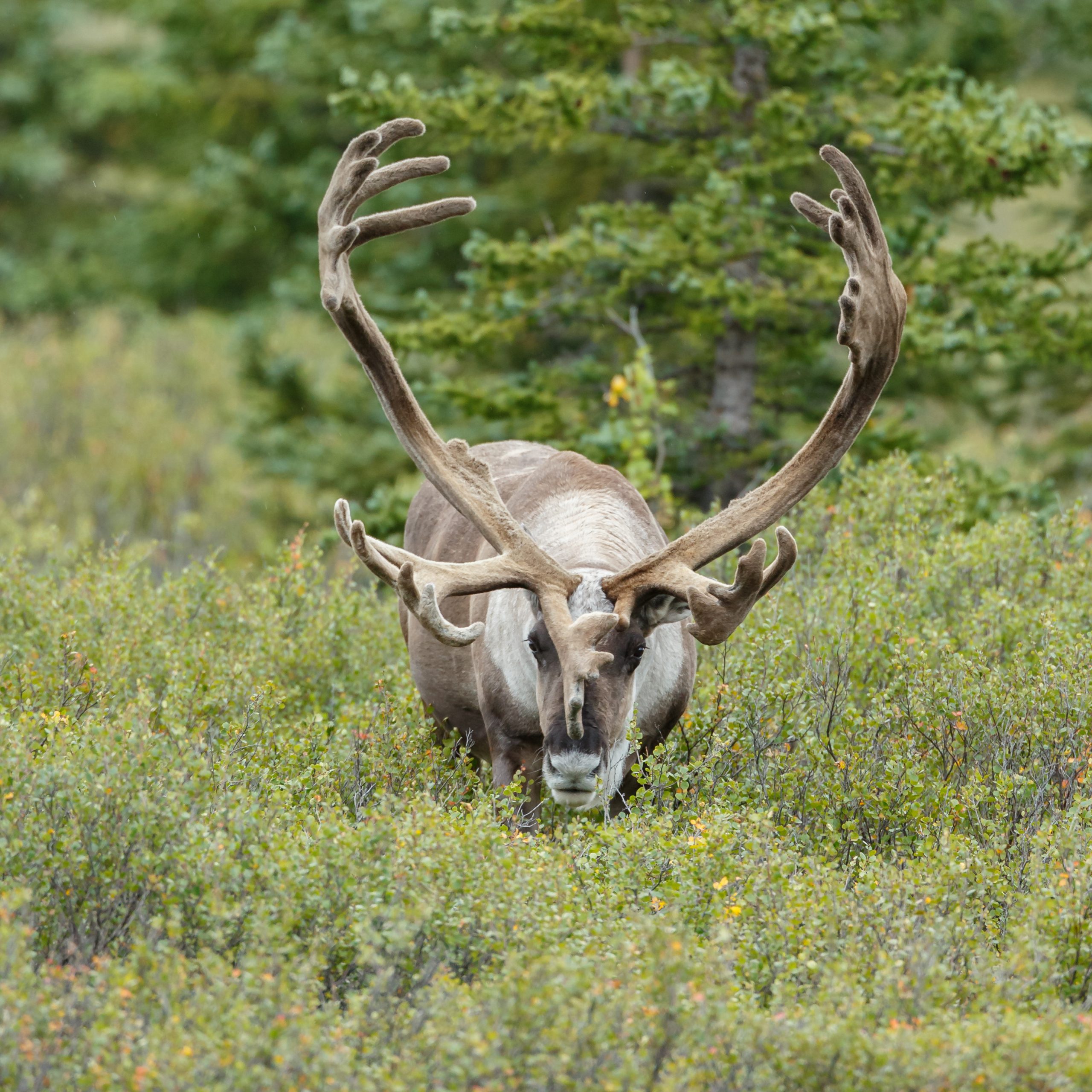 Eland foto Menno Schaefer