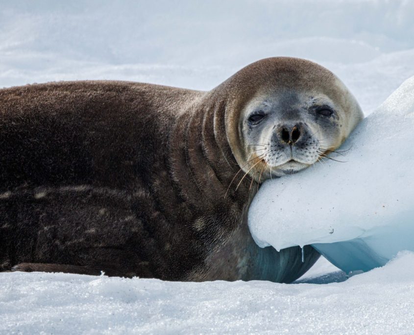 Antarctica South Georgia and Falklands - Brown Station - Werner Kruse