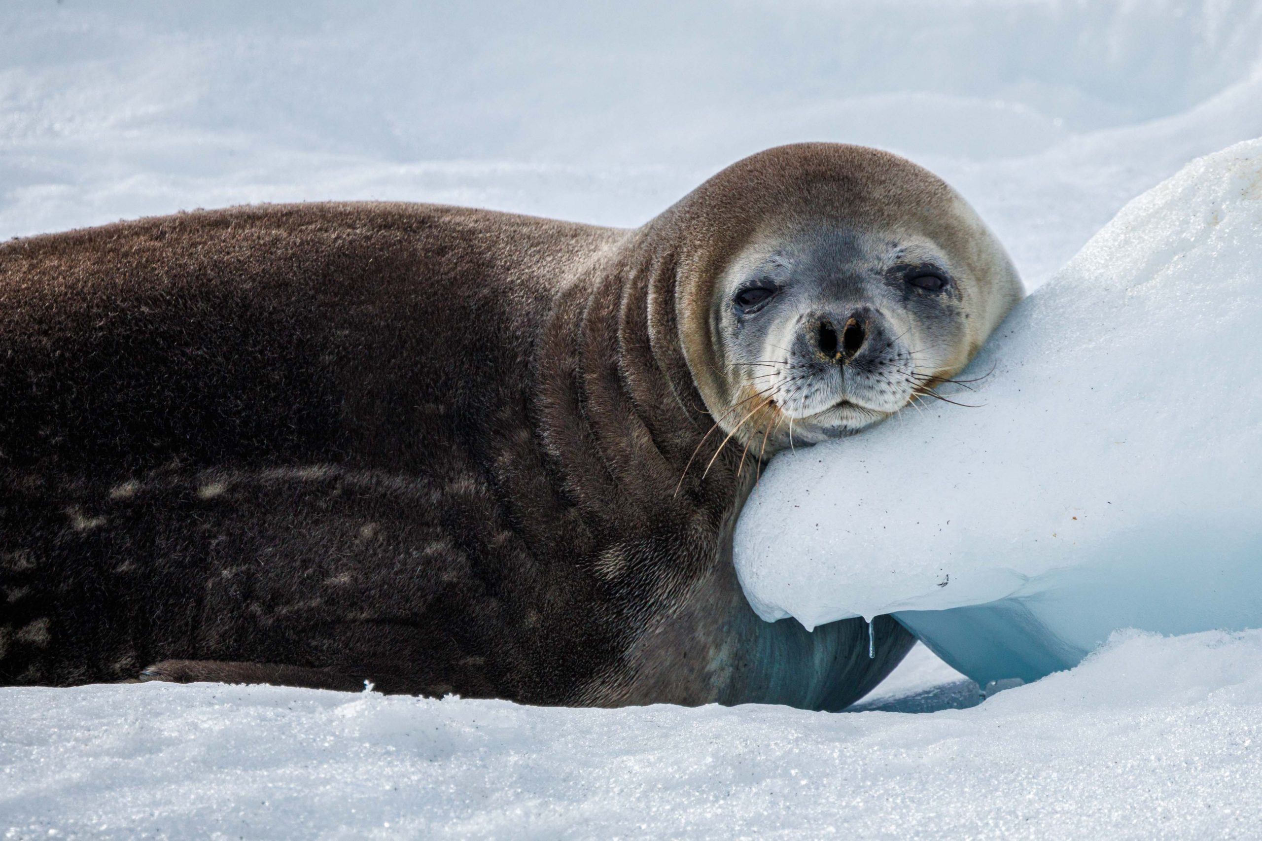 Antarctica South Georgia and Falklands - Brown Station - Werner Kruse