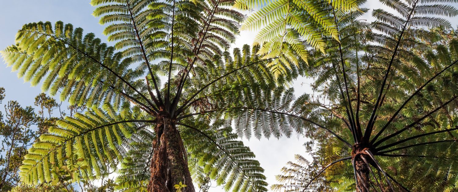 Waipoua Forest