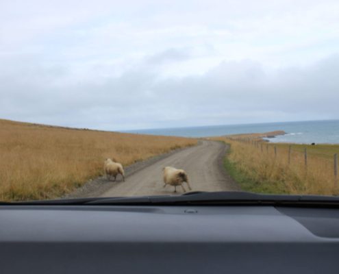 Dag 8 Schapen op de weg