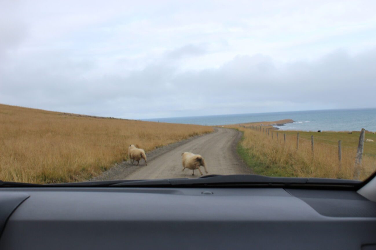 Dag 8 Schapen op de weg