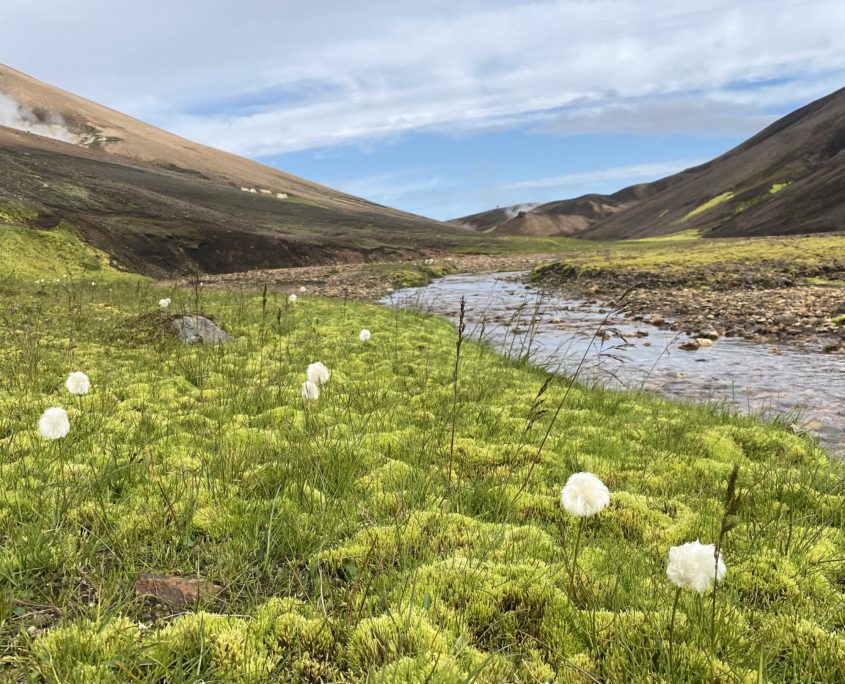 Laugavegur Groepsreis Anna Rottier - 28 juli - Landmannalaugar - Wollegras