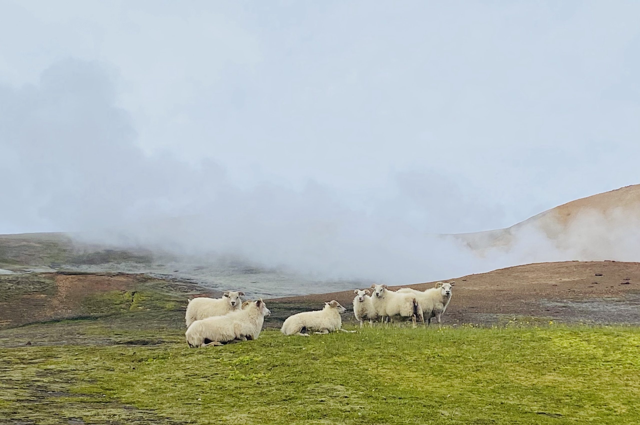 Laugavegur Groepsreis Anna Rottier - 28 juli - Landmannalaugar schapen