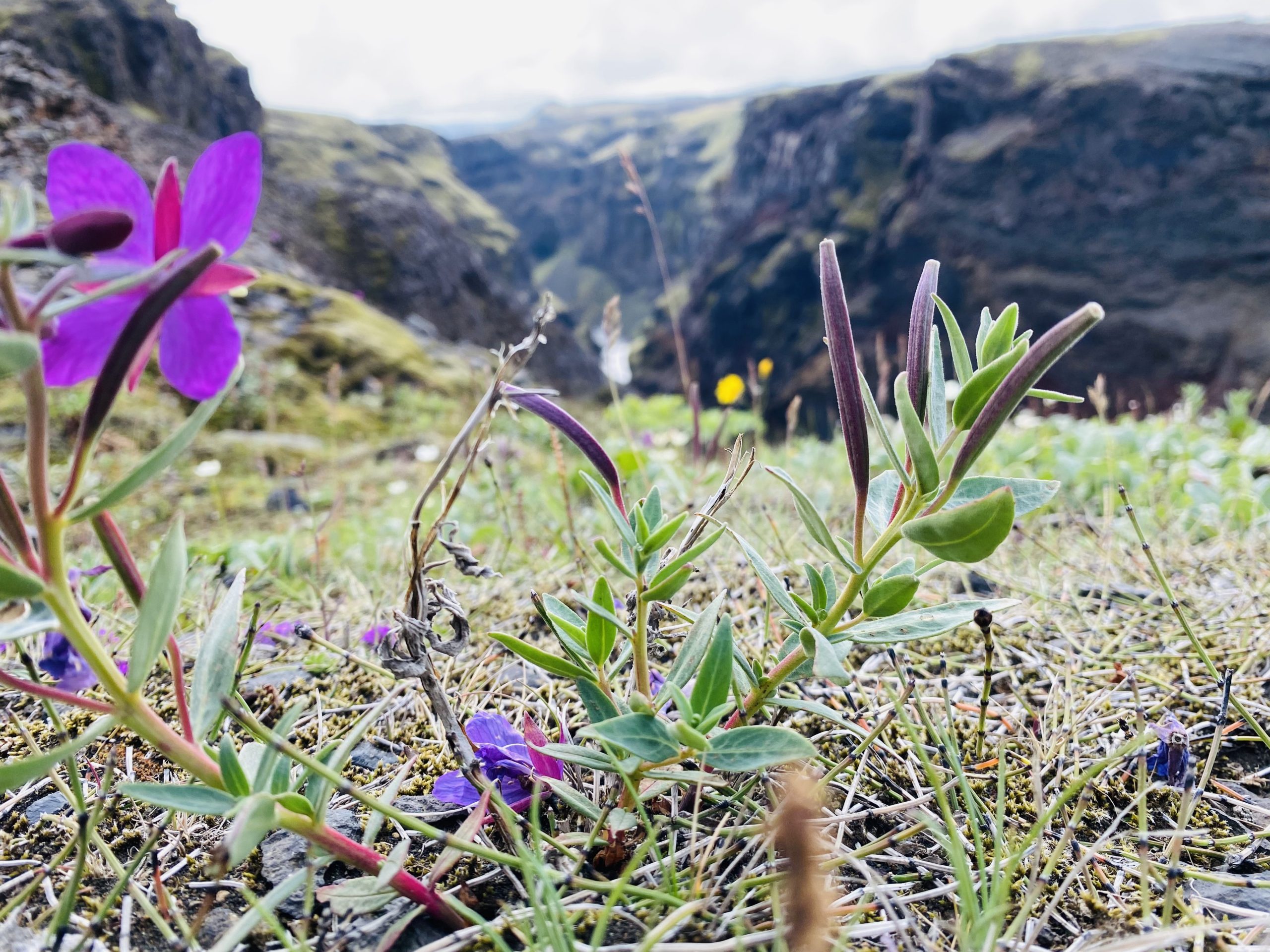 Laugavegur Groepsreis Anna Rottier - 30 juli - bloem