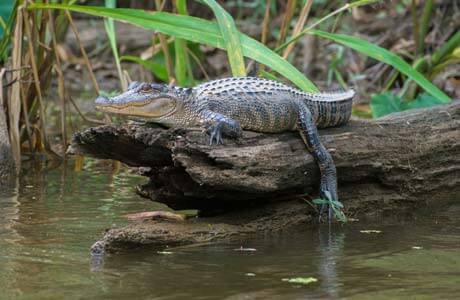 swamp-and-bayou-tour